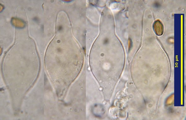 Pleurocystidia of Agrocybe acericola